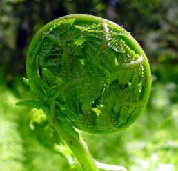 How To Pick Fiddlehead Ferns